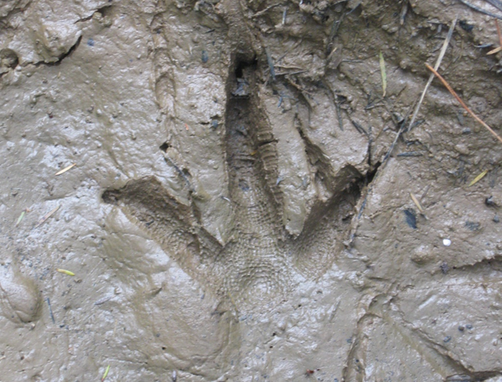 Footprints