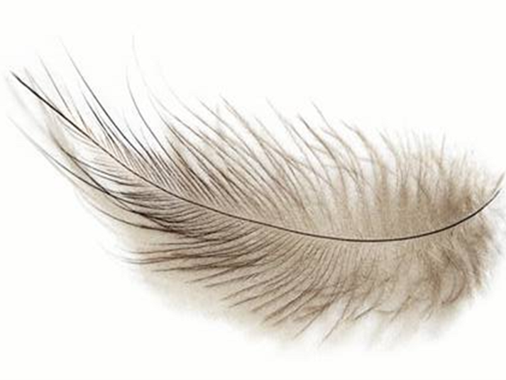 Kiwi Feather