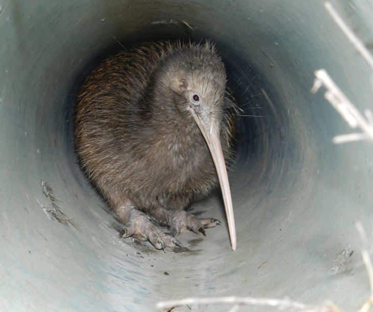 Kiwi found in a drainpipe