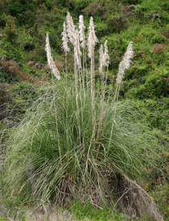 Kiwi are often found in pampas bushes