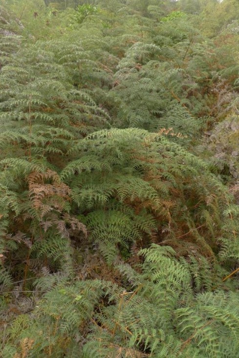 Kiwi are sometimes found in Bracken