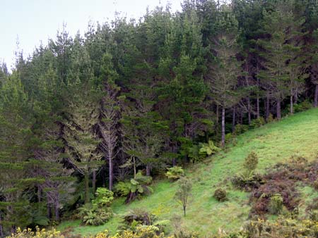 Kiwi can be found in pine forests