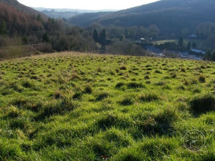 Kiwi can be found in paddocks