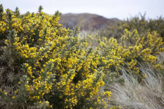 Kiwi can be found in gorse bushes