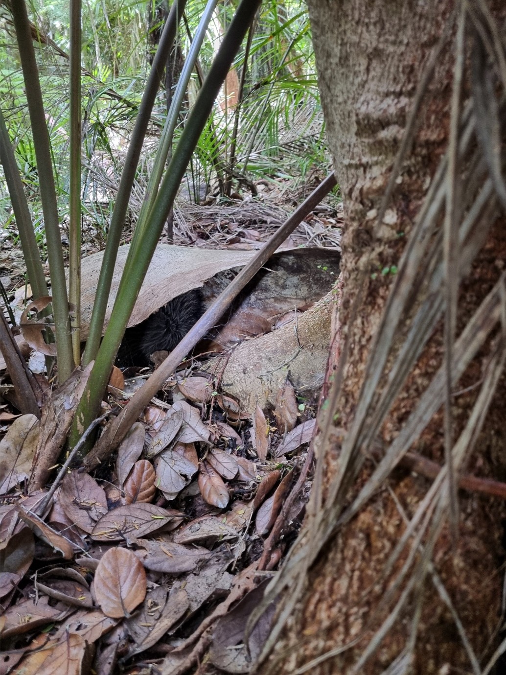 Spot the kiwi in this picture