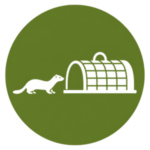 Stoat approaching a conservation trap tunnel