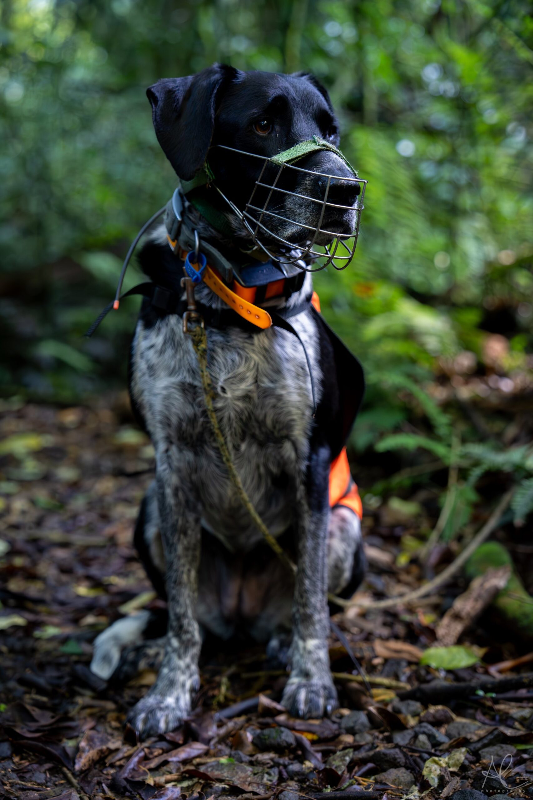 Yagi wearing a muzzle and conservation equipment while sitting in native bush