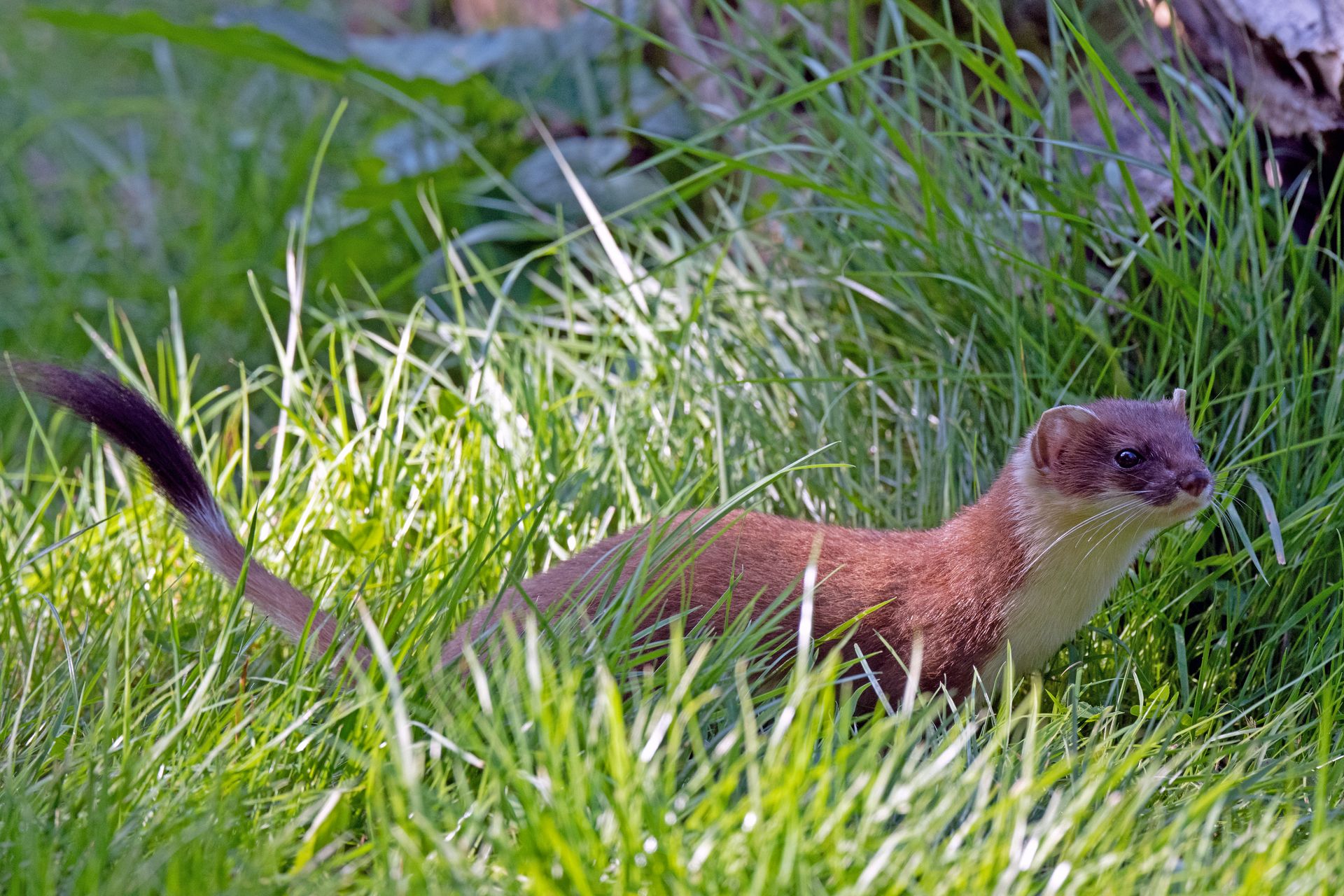 Stoat in grass Stoat with a brown back and white underside moving through green grass