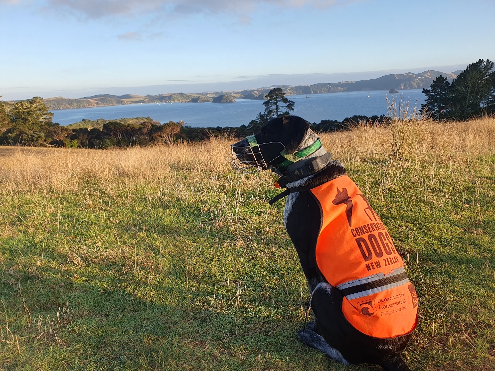 Yagi wearing a conservation dog vest and muzzle in a coastal landscape